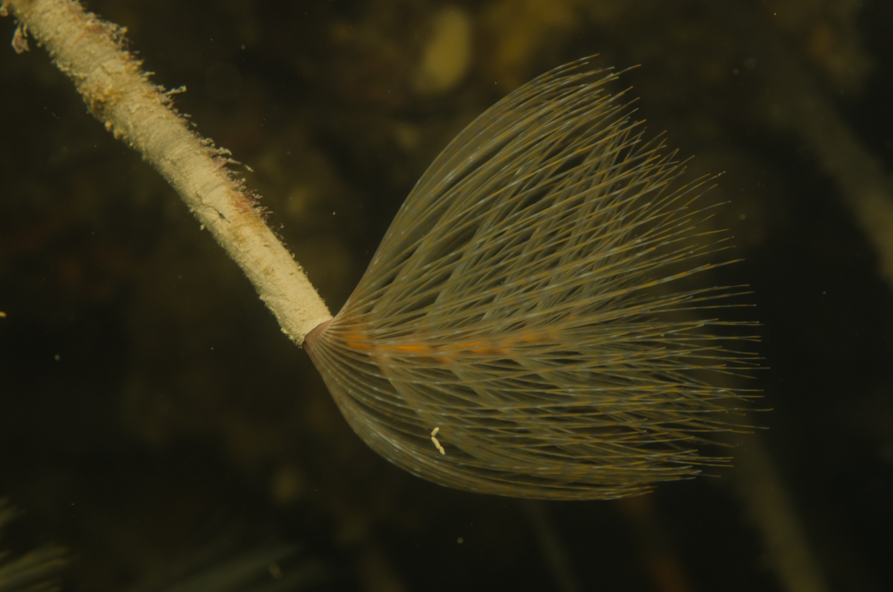 DSC_3223 – Mediterranean, fanworm, Sabella, spallanzanii, marine, pest, Auckland, underwater, crispin, nz, new, zealand, new zealand, fan, worm, marine, pest, invasive, Biosecurity
